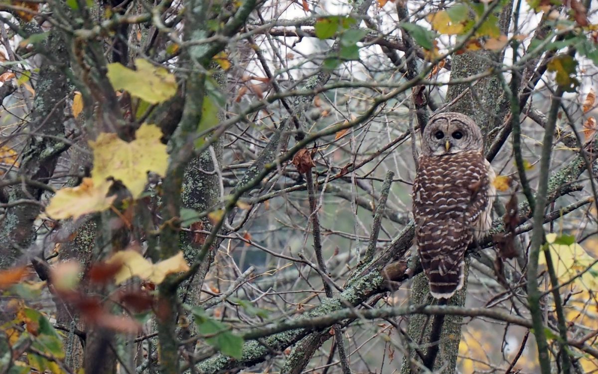 A northern spotted owl. (Photo by Jennifer Helen Seeman, iStock Getty Images)