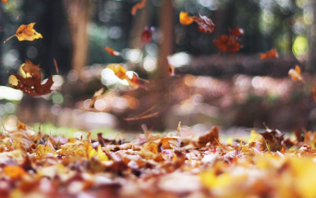 The fall season. (Photo Autumn Mott Rodeheaver via Unsplash)