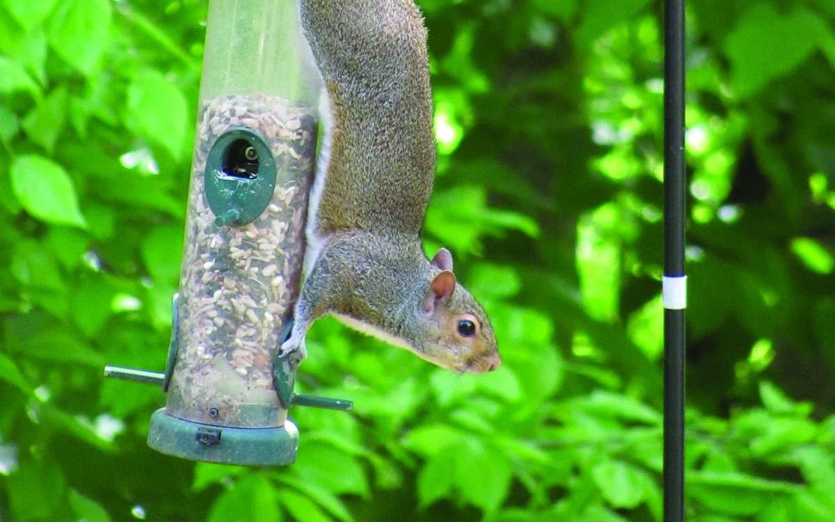 One of the most effective tactics to keep squirrels out of bird feeders is taste aversion — serving seed that birds find delicious, but squirrels consider downright distasteful. (Cole’s Wild Bird Products)