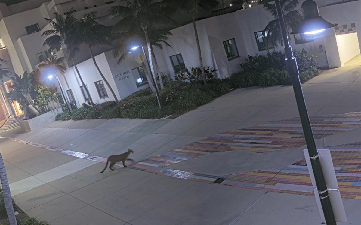 A mountain lion is shown in a surveillance camera capture roaming the grounds of Oceanside City Hall at about 1:45 a.m. Tuesday, March 5. (Oceanside city photo)