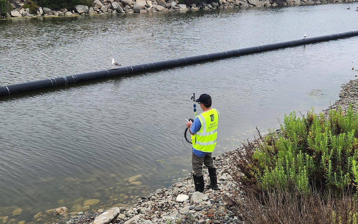 A Nature Collective monitor tests the oxygen levels of water in the San Elijo Lagoon in Encinitas early June 7. (Nature Collective photo)