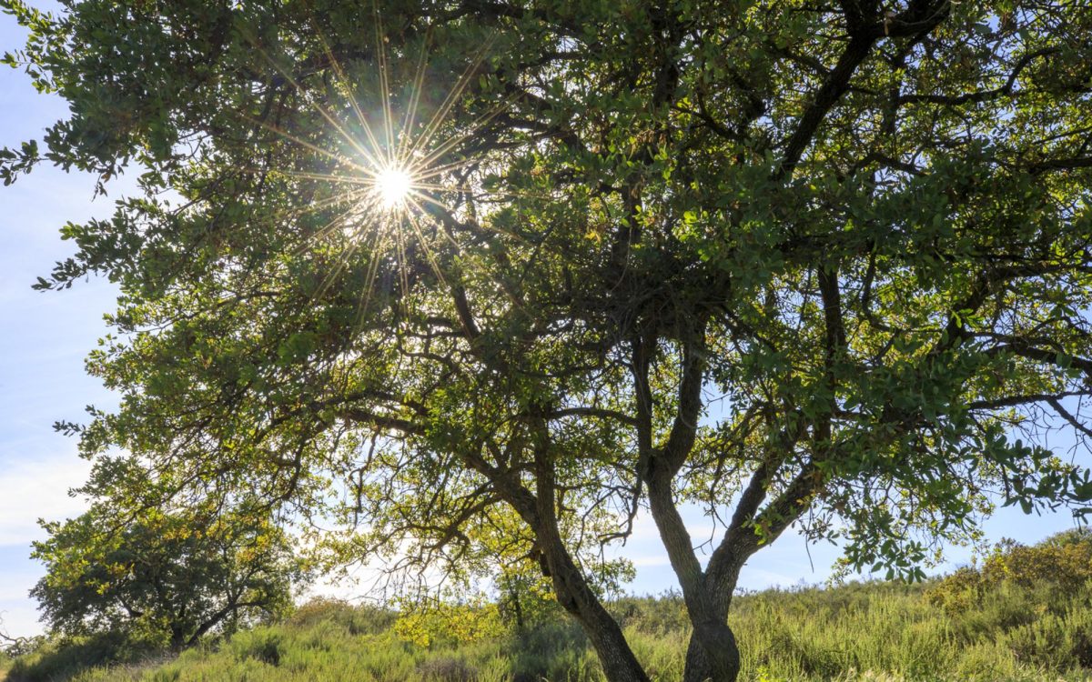 An Engelmann oak is pictured April 20, 2025, in the Escondido Creek Conservancy’s Sardina Preserve. The preserve is the starting point for the organization’s 35th anniversary tour series for 2026. (Conservancy photo by Richard Murphy)
