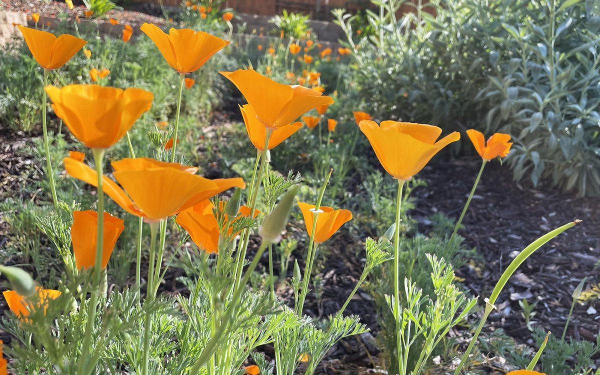 An Encinitas residential yard, pictured March 27, showcases native California poppies and sage. (North Coast Current photo)