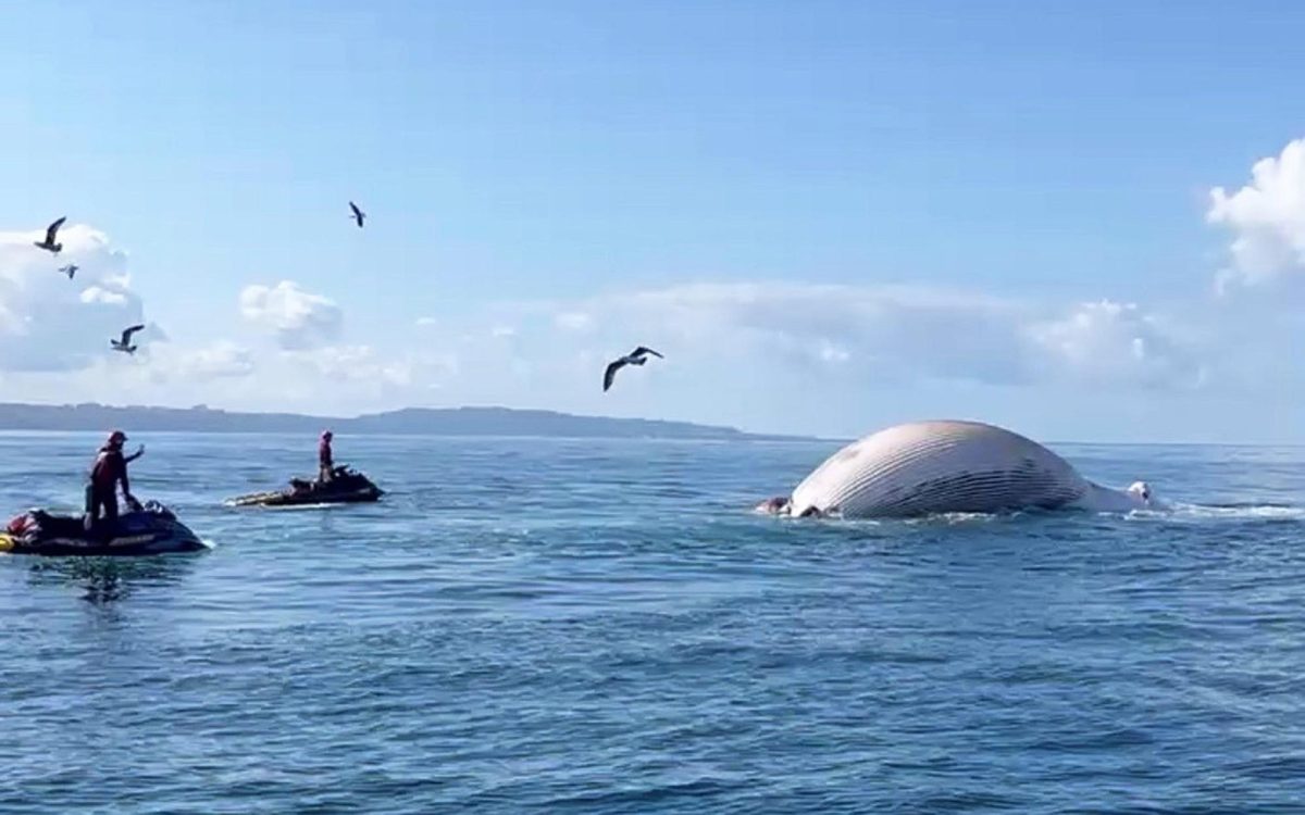 Encinitas lifeguards and California State Parks authorities tow a whale carcass away from the Cardiff shore on April 27. (Encinitas city photo)